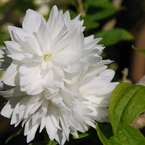 Philadelphus 'Minnesota Snowflake' - Ebajasmiin 'Minnesota Snowflake' P9/0,55L